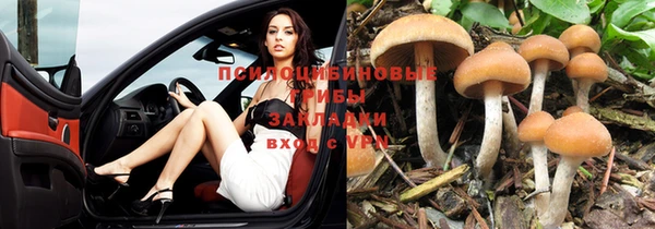 ПСИЛОЦИБИНОВЫЕ ГРИБЫ Алексин